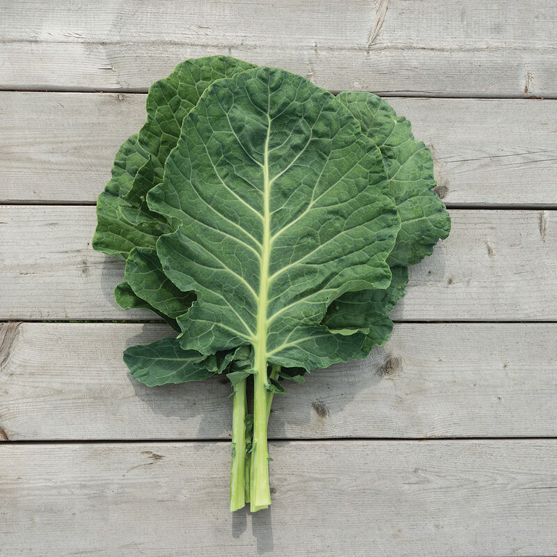 Cash Crop - Collard Seed