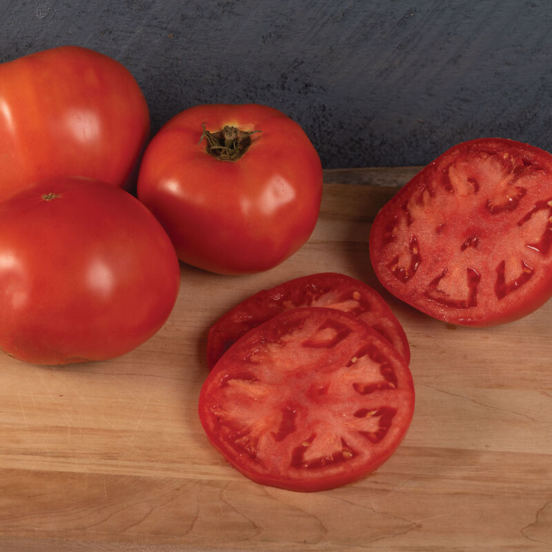Galahad - Organic Tomato