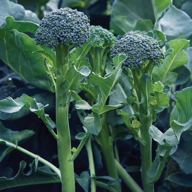 Sibsey - Broccoli Seed