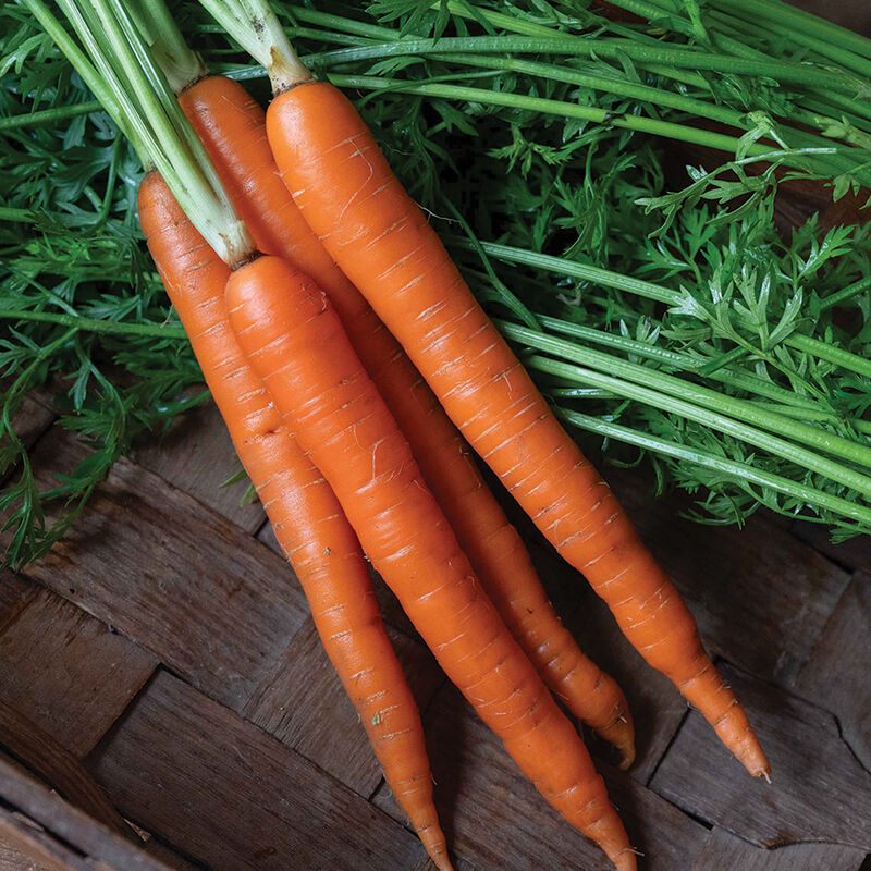 Carrots