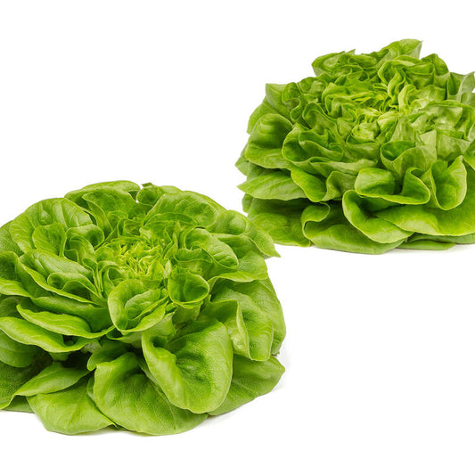Salanova® Hydroponic Green Butter - Pelleted Lettuce Seed