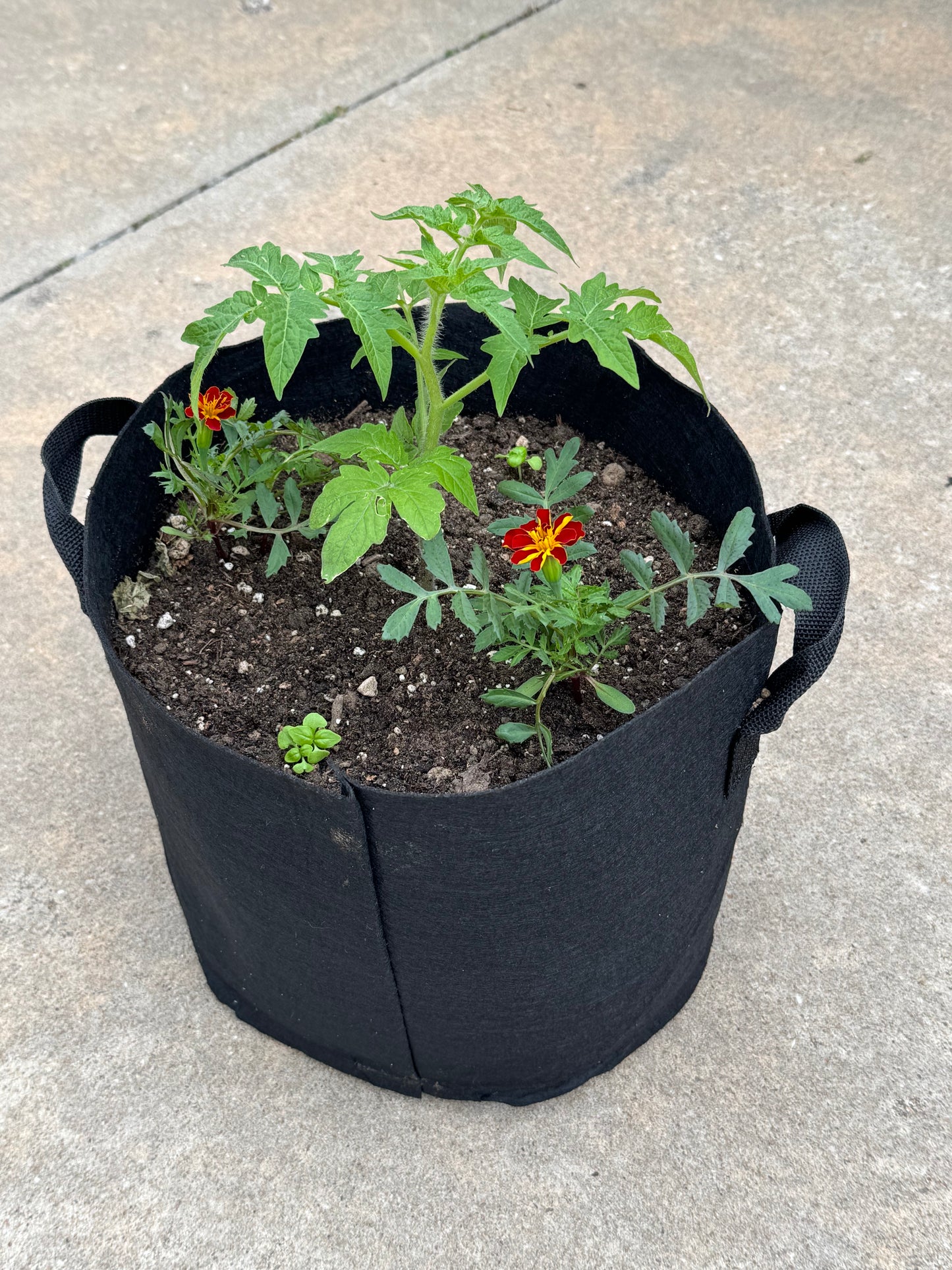 Tasmanian Chocolate 5 gal fabric pot