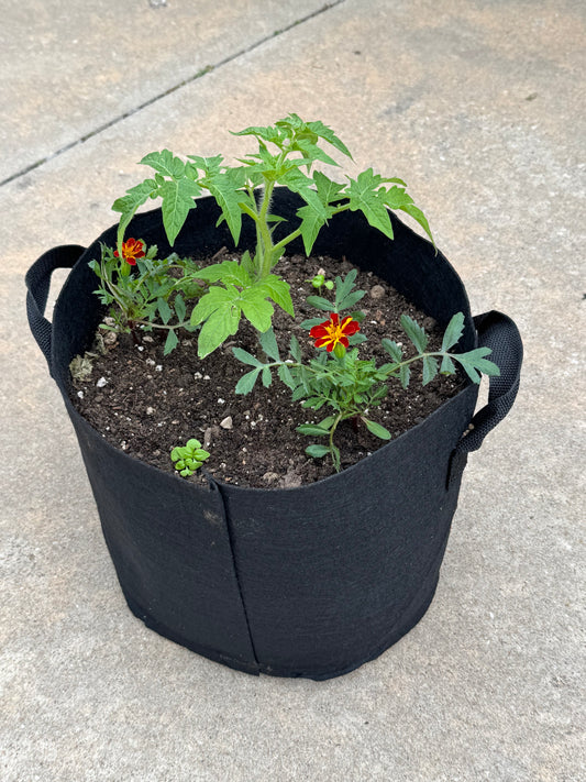 Tasmanian Chocolate 5 gal fabric pot