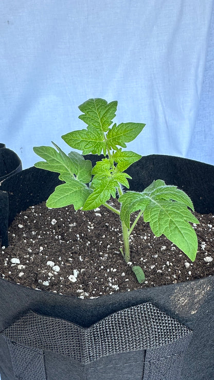 Tasmanian Chocolate 5 gal fabric pot