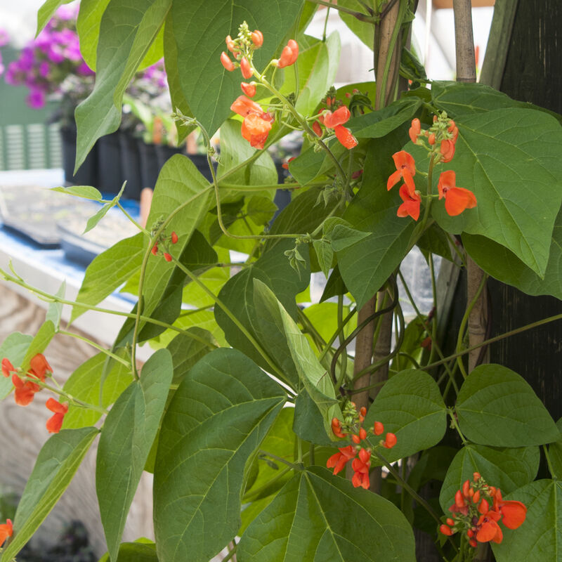 Scarlet Runner Bean - Seed