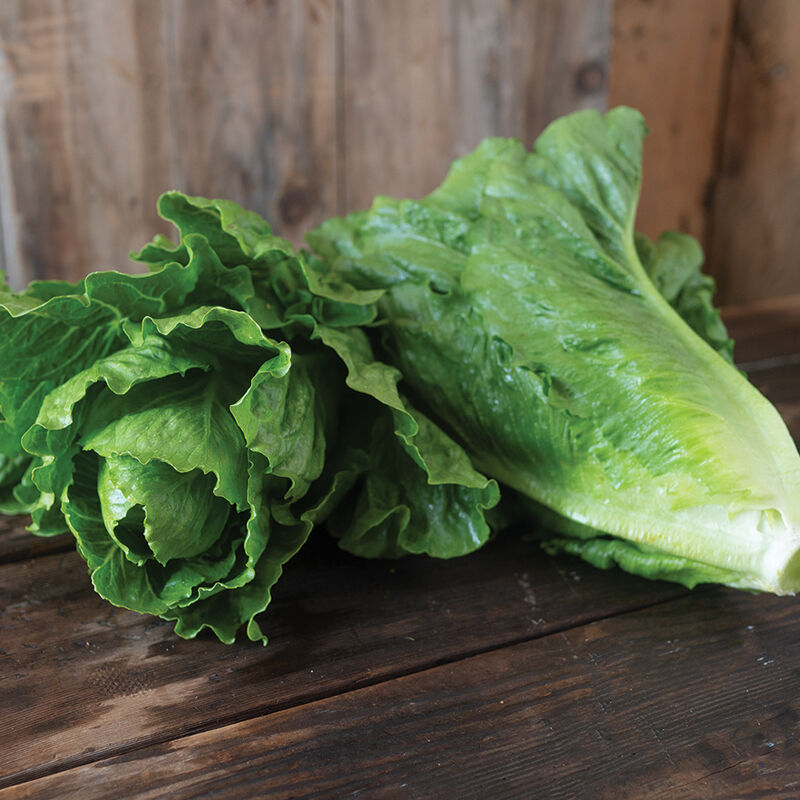 Chalupa - Organic Romain Lettuce Seed