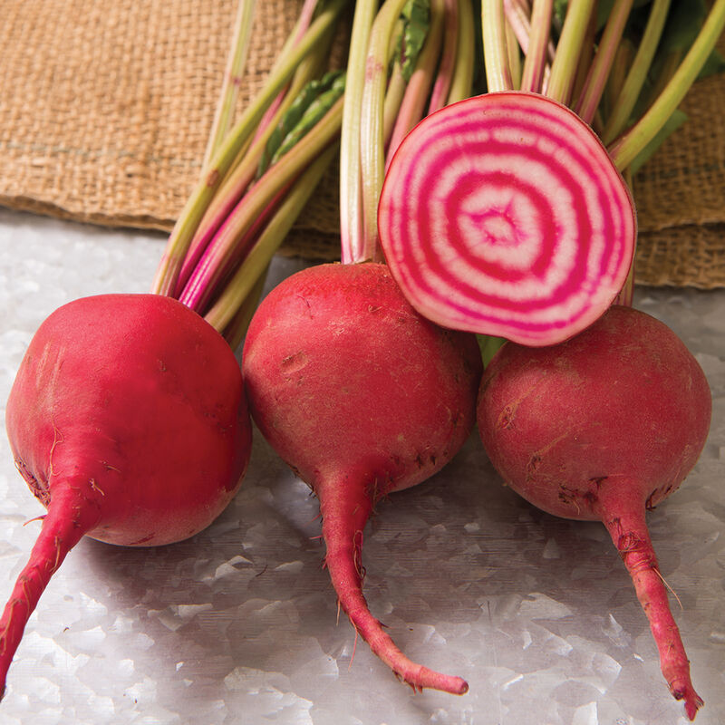 Chioggia Guardsmark - Organic Beet Seed