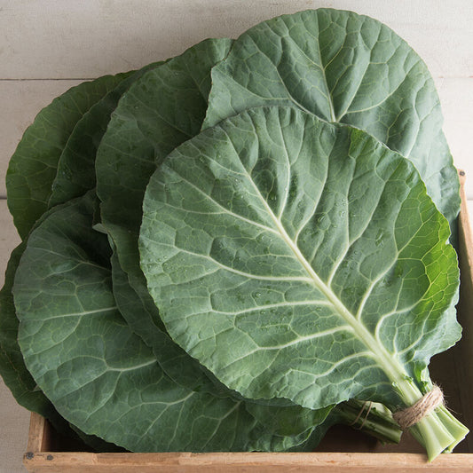 Flash - Collard Seed