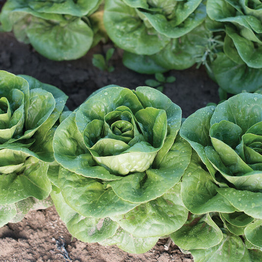Newham - Organic Lettuce Seed