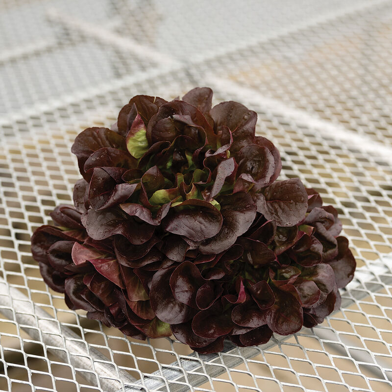 Salanova® Hydroponic Red Butter Pelleted Lettuce Seed