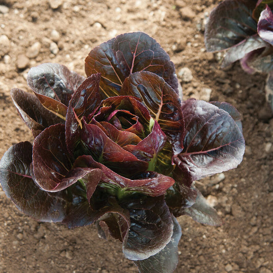 Truchas - Organic Lettuce Seed